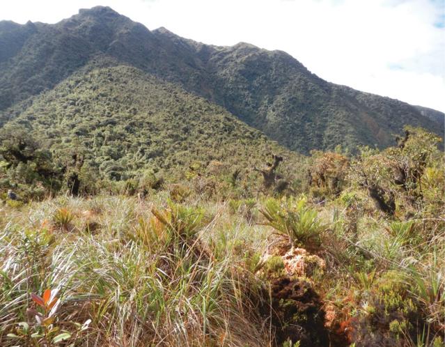 Yanachaga–Chemillén National Park